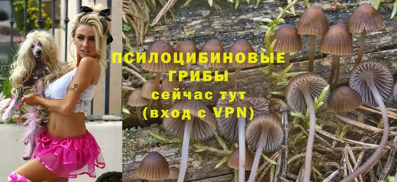 Галлюциногенные грибы Psilocybine cubensis Ногинск